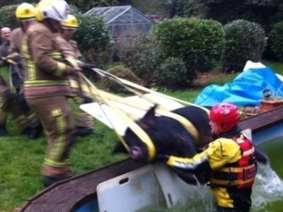Porco cai em piscina e é resgatado por bombeiros 