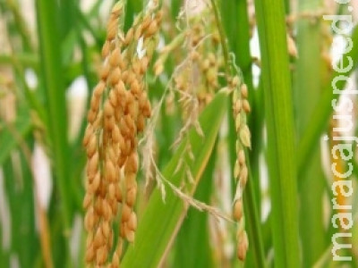Cientistas reproduzem molécula anti-Aids em arroz