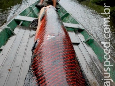 Pastor filma "peixe misterioso" de 1,5 metro no Lago Paranoá, em Brasília