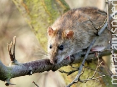 Pesquisa amplia vigilância a doenças transmitidas por roedores