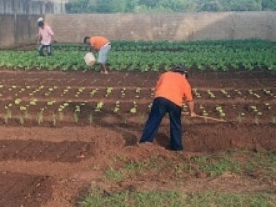 Detentos cultivam horta e alimentos ajudam a alimentar entidades filantrópicas