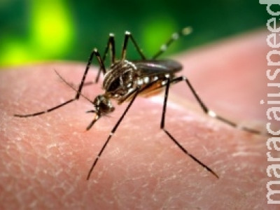Dourados e mais 56 municípios tem alta incidência de dengue