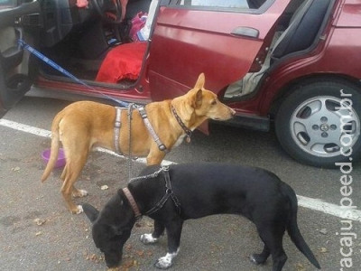 Mulher mora em carro para não ter que entregar seus cães