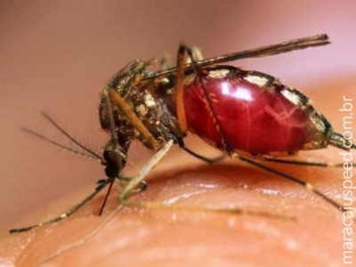 OMS adota programa para erradicar malária em 15 anos