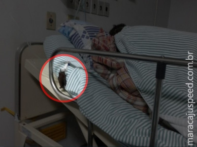 Morcegos são flagrados dentro de enfermaria de hospital em MS