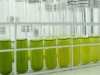 A produção de biodiesel a partir de microalgas