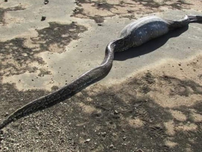 Cobra enorme morre após devorar porco-espinho