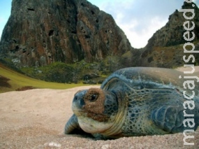 População de tartarugas aumenta 86,7% em cinco anos