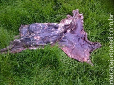 Misteriosa pele de animal é achada em parque: magia negra?