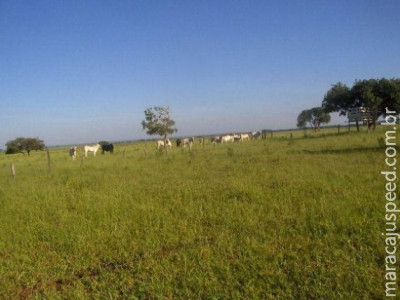 Dono de fazenda registra na polícia invasão de indígenas em MS