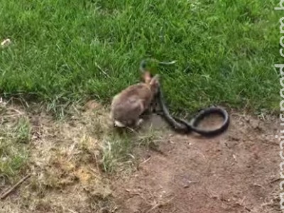 Após ter filhote morto, mamãe coelha ataca cobra