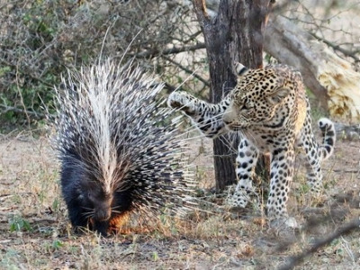 Leopardo tenta comer porco-espinho