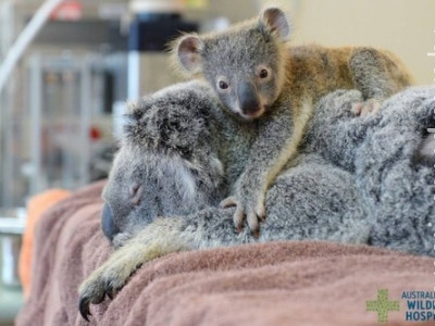 Filhote de coala não se desgruda da mãe durante cirurgia