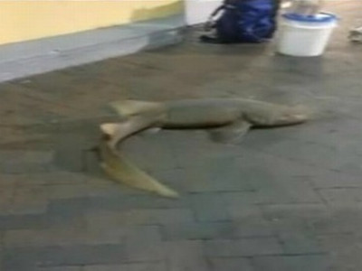 Homem tenta vender tubarão vivo em calçada de loja