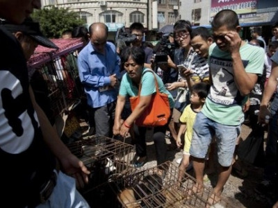 Professora compra cem cães para salvá-los de ir para a panela