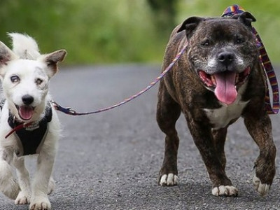 Cão e seu cão-guia estão atrás de um lar