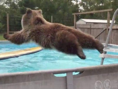 Urso dá show de mergulho em piscina