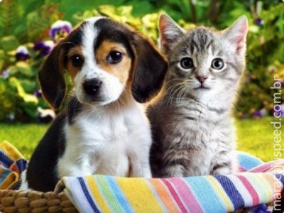 Para pagar dívidas de resgate de animais, ONG realiza arraial