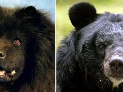 Chinês leva dois anos para descobrir que seus cães são ursos