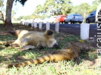 Condutores abusam da velocidade e quatis e capivaras são atropelados