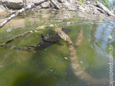 Pescador flagra cobra enorme atacando bagre em lagoa