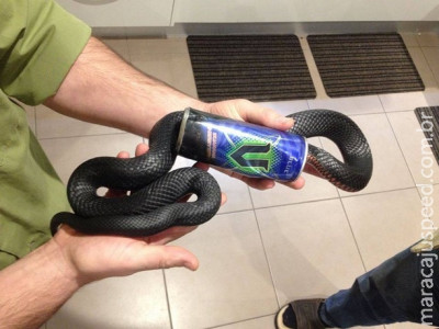 Cobra é resgatada ao ficar entalada em lata de energético