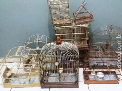 Homem é multado em R$ 3 mil por transportar aves silvestres ilegalmente