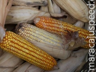 Armazenamento inadequado de grãos resulta em cerca de 15% de perdas