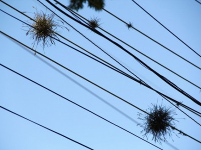 Plantas que não dependem de terra vivem até em fiação elétrica