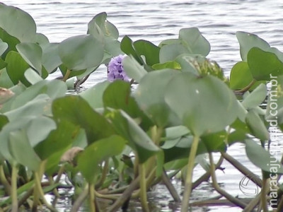 Planta típica do Pantanal de MS vira perfume de empresa francesa
