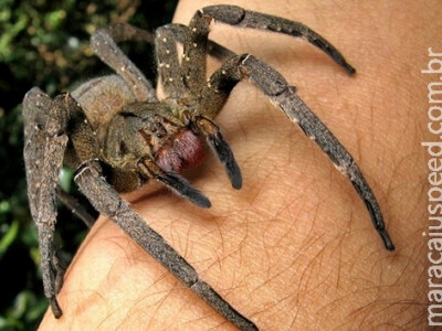 Picada de aranha brasileira pode ser o substituto do Viagra