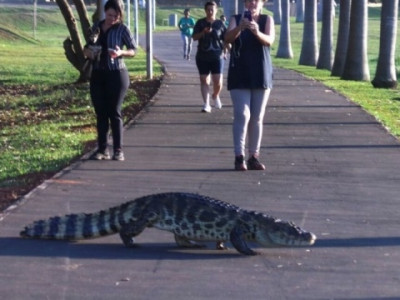 Jacaré é flagrado ao atravessar pista de caminhada em Três Lagoas