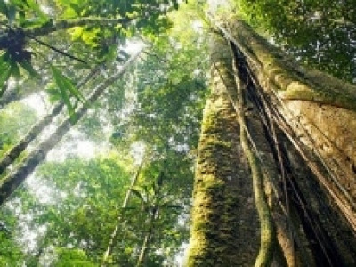Mais de 75% das florestas primárias do mundo não existem mais