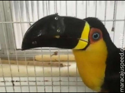Tucano vítima de mau-tratos ganha bico feito em impressora 3D