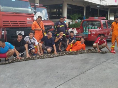 Cobra de mais de 7 m é encontrada perto de restaurante na Tailândia
