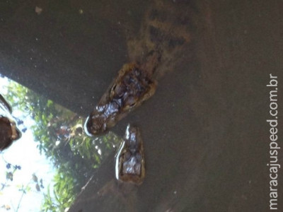 Jacarés são usados por traficante para amedrontar devedores em MT