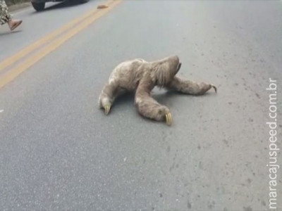 Em vídeo, bicho-preguiça atravessa a BR-101, no Norte do ES