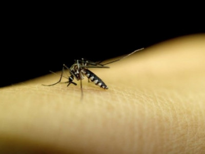 Teste final da vacina da dengue acontecerá em outubro