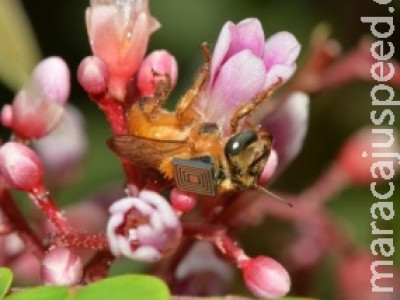 Estudo monitora abelhas nativas por meio de microchip