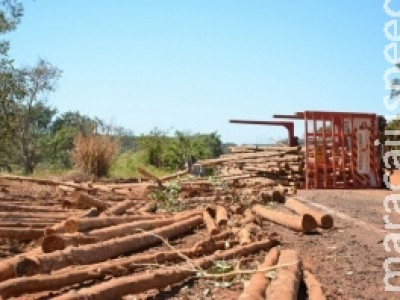 Treminhão tomba durante madrugada e eucalipto atrapalha tráfego na BR 262