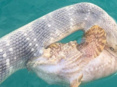 Mergulhador registra batalha de cobra e peixe venenoso