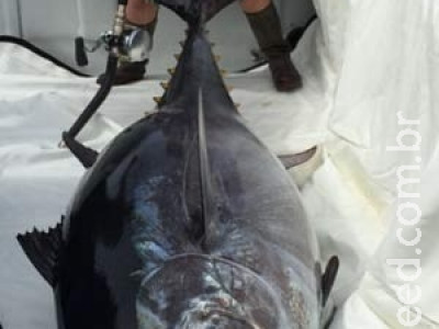 Menino canadense de 10 anos pesca atum de 220 kg