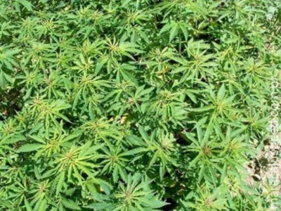Polícia da Albânia destrói mais de 650.000 pés de maconha