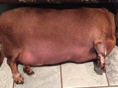 Cão salsicha "superobeso" choca funcionários de abrigo nos EUA