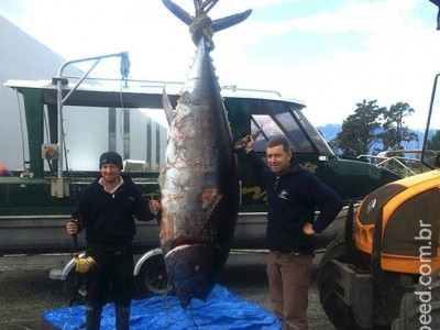 Trio se surpreende ao fisgar peixe de 330 kg na costa da Nova Zelândia