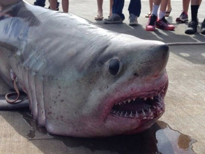 Com filho de 9 anos, homem fisga tubarão-sardo de 219 quilos