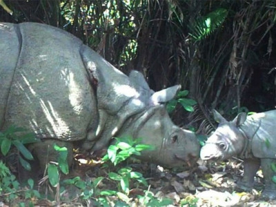 Parque da Indonésia acha 3 filhotes do rinoceronte mais raro do mundo