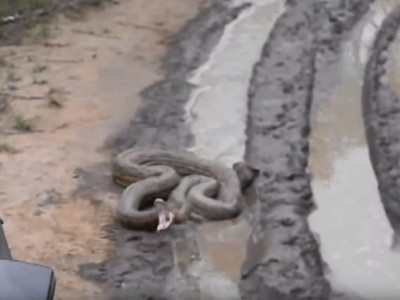 Cobra enorme é filmada atacando veículo de turistas na África do Sul