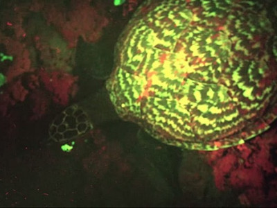 Expedição de biólogos filma tartaruga fluorescente na Nova Zelândia