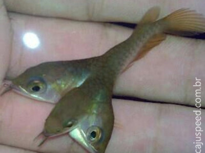 Foto de peixe que teria três cabeças provoca debate na web